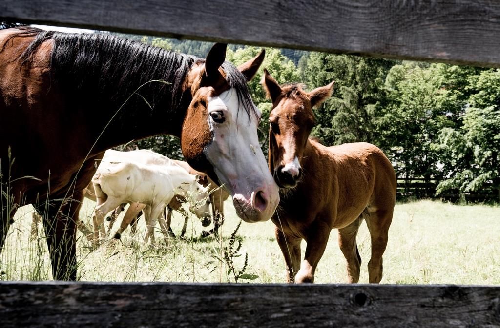 Two horses are standing in a meadow, the larger one has a white spot on its face. In the background, some cows can be seen.